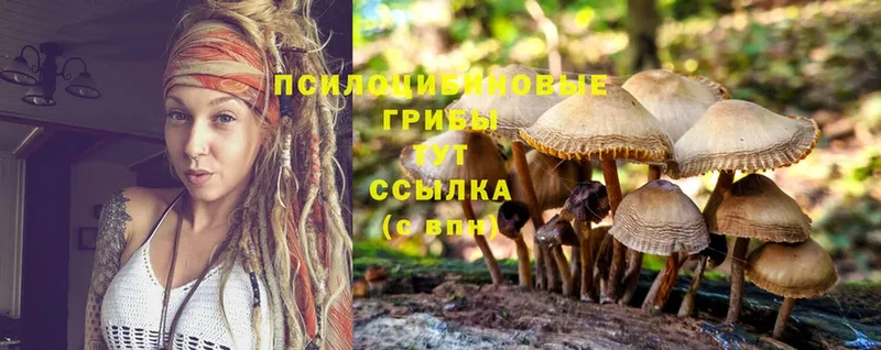 Галлюциногенные грибы Psilocybe  где найти наркотики  Багратионовск 